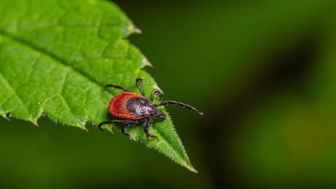 Tick-borne rabbit fever spreads near city