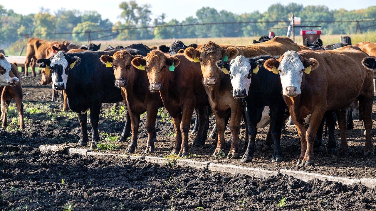 Real reason behind high beef prices