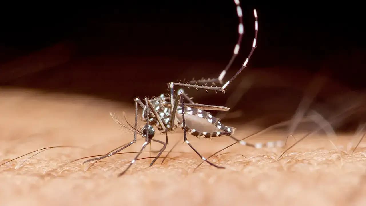 Mosquito-borne disease causes first US death