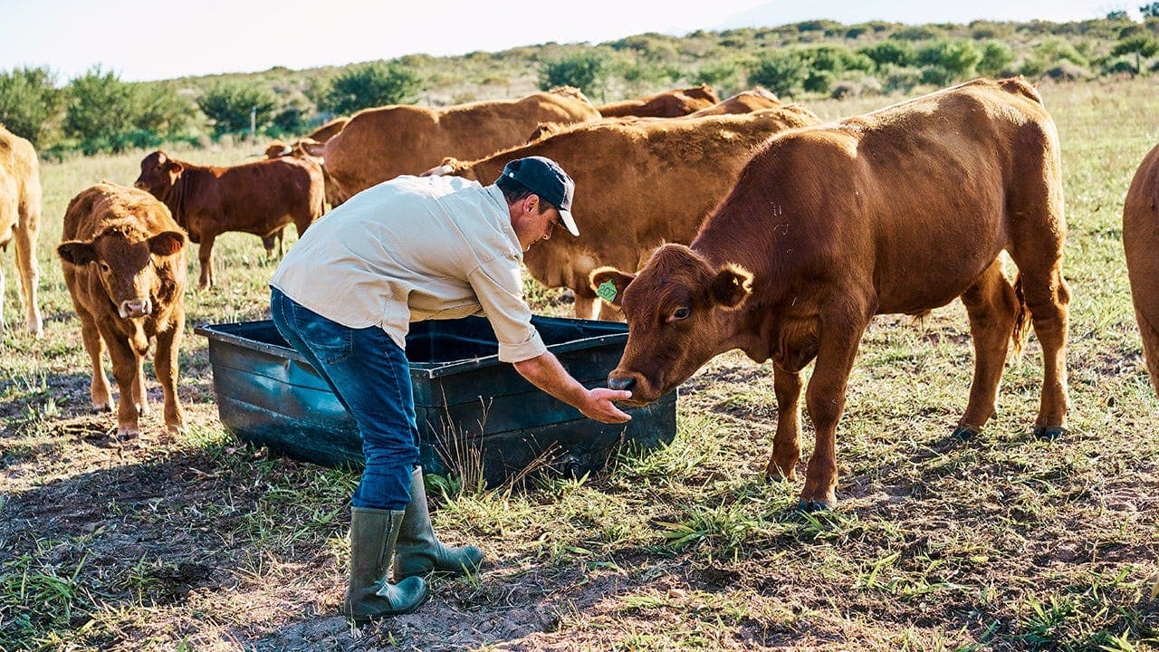 US beef production declines amid farmer warning