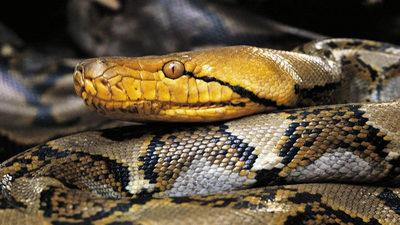 Puerto Rico's largest reticulated python captured