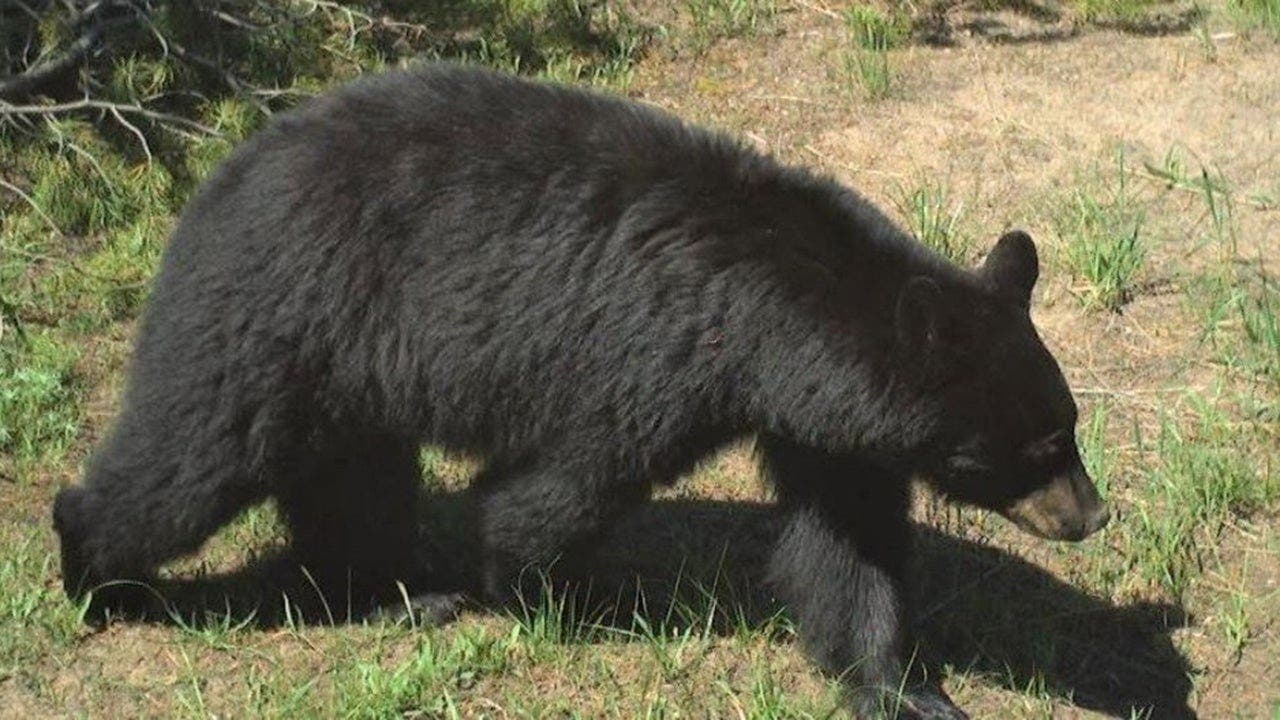 Idaho Bear Attack Injures 2
