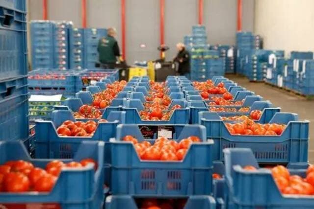 Al-Dawliya Cereal Resources Surpass 3 Billion Pounds
