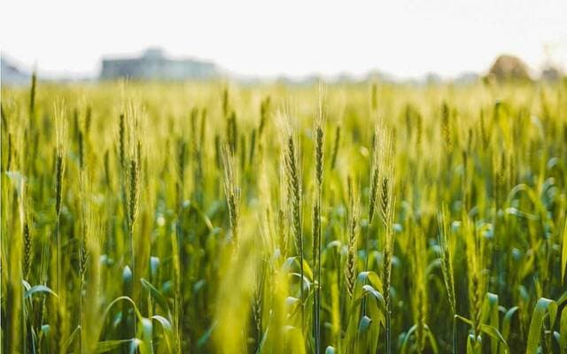 Food Security Authority imports 661k tons of wheat