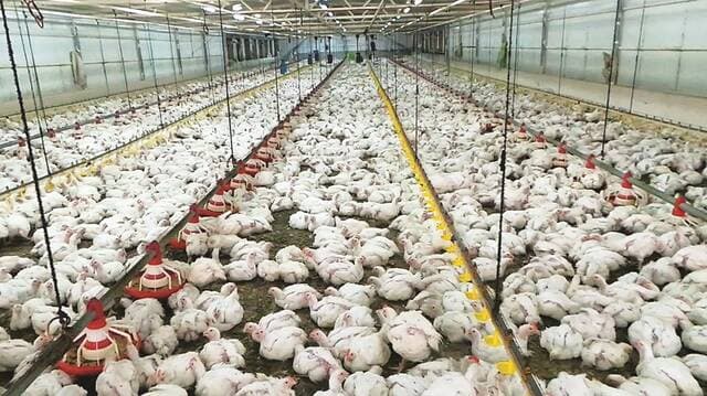 Egyptian Poultry reports 6.7M pounds profit