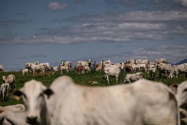 Trump Looks to Increase Brazilian Meat Imports