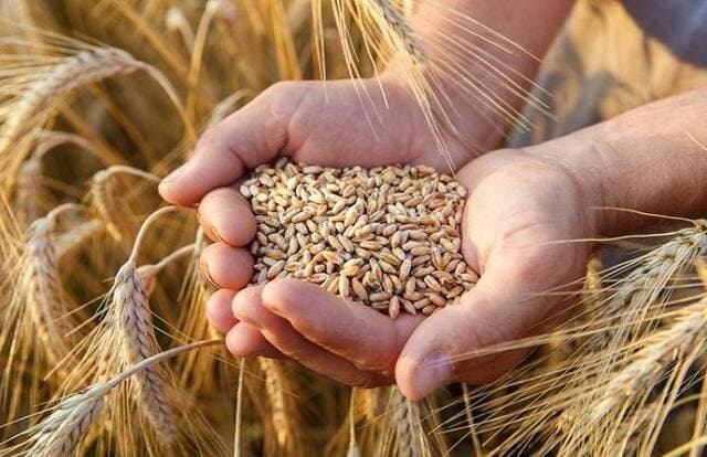 Wheat drops in Chicago amid profit-taking