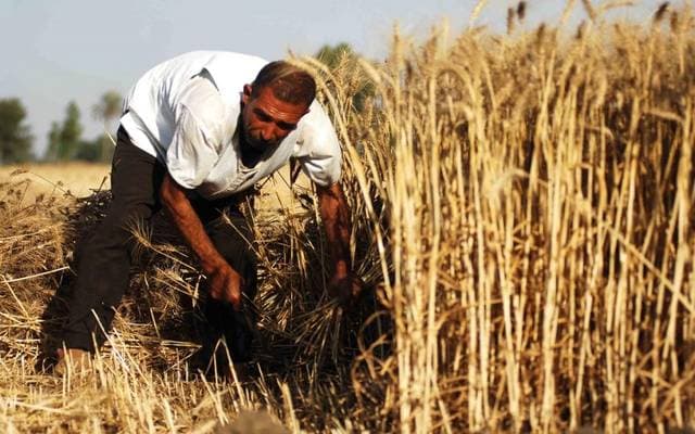 Egyptian Agriculture Department distributes 8 million fertilizer bags to farmers and ensures support reaches eligible recipients