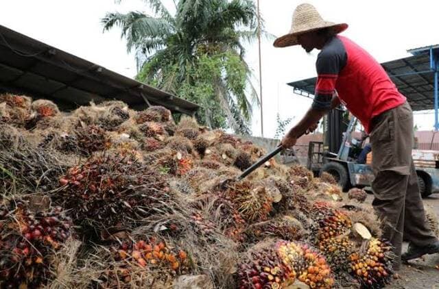 Palm oil prices rise amid supply worries