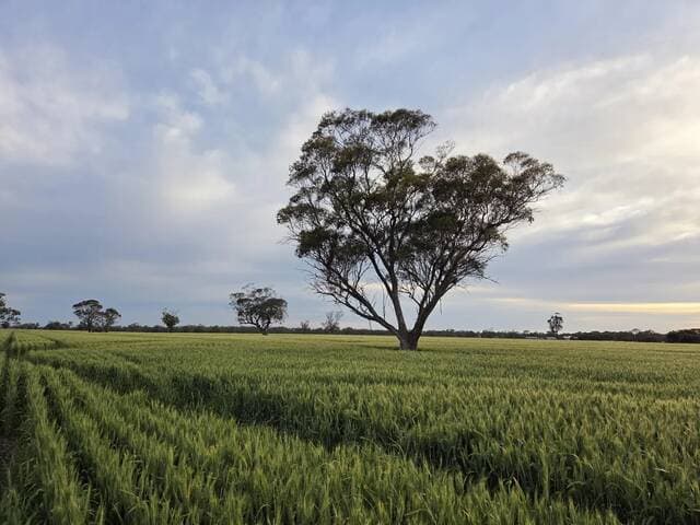 Global wheat prices climb amid tensions
