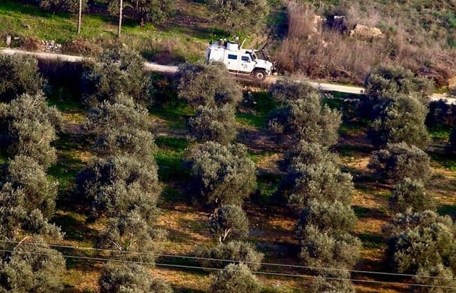Environmental Damage in South: Olives Stolen
