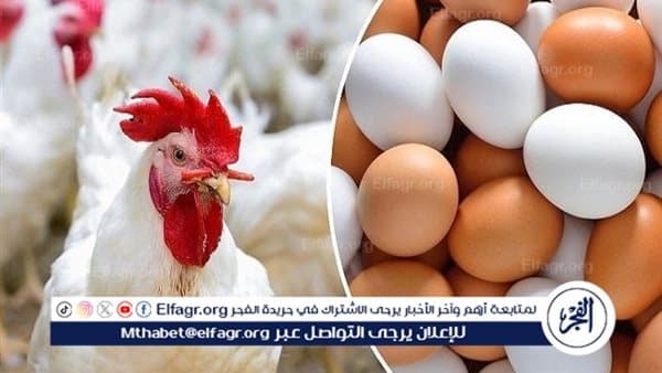 اتحاد الدواجن: مصر تحقق اكتفاءً من البيض وتصدر فائض