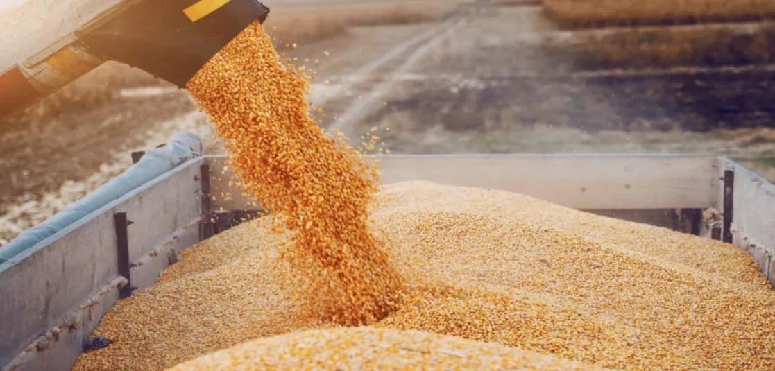 Tunisia's 2026 wheat output status