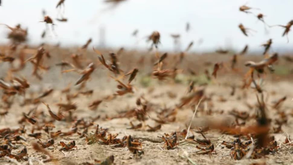 Tunisia Desert Locusts Monitored