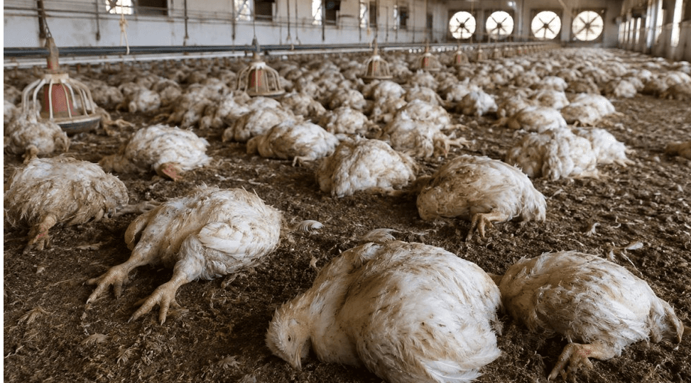 Tunisia Poultry Losses Rise in Heatwave