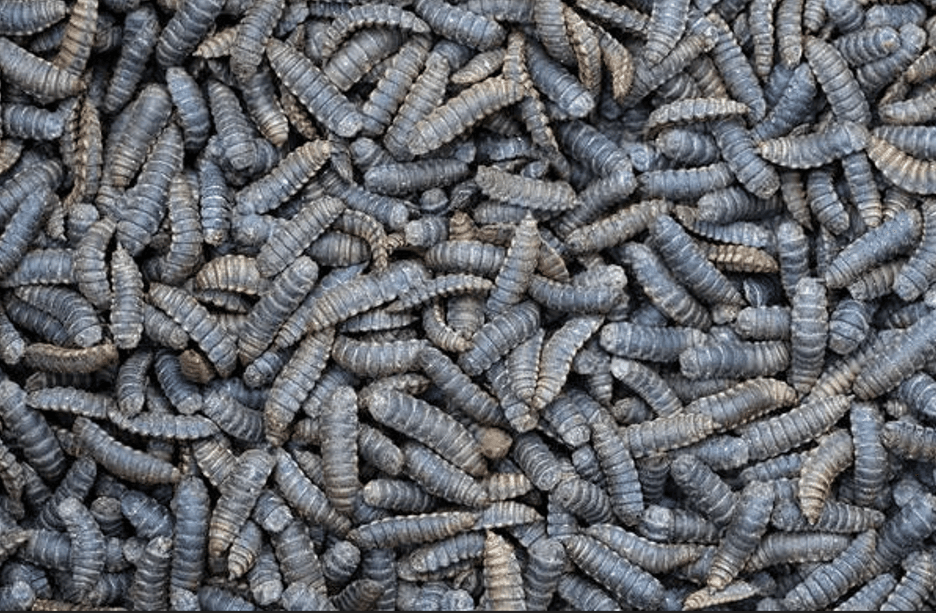 Tunisia Telegraph: Bouslafa House Opposes 'Black Flies' Project