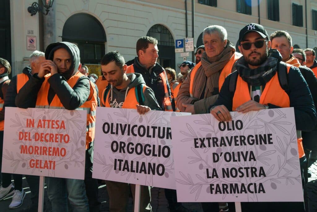Olive Oil Price Drop Prompts Producer Protests