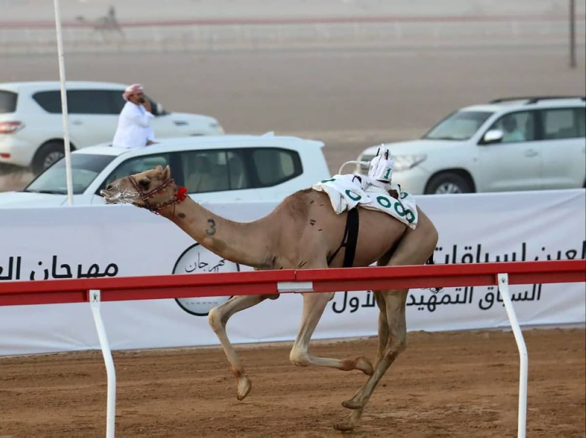 انطلاق السباق التمهيدي الثاني في مهرجان العين للمهجنات 31 يوليو