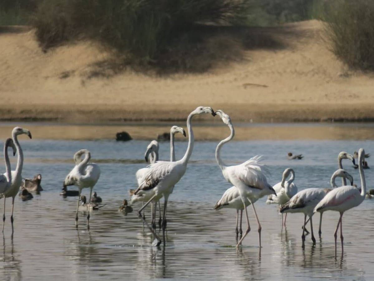 Al Marmoom Reserve as a Sustainable Model