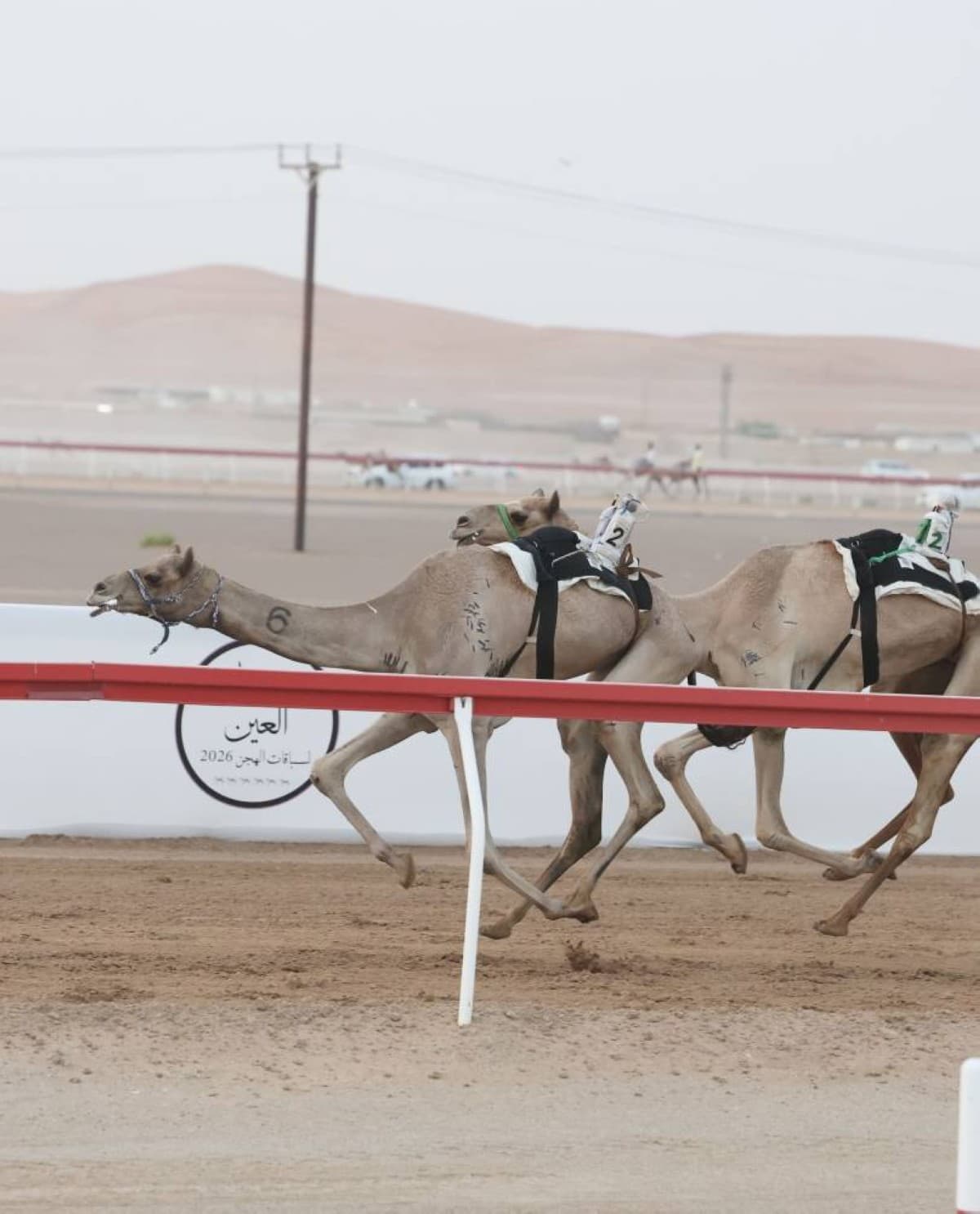 Qazvin Excels in Al Ain Camel Festival