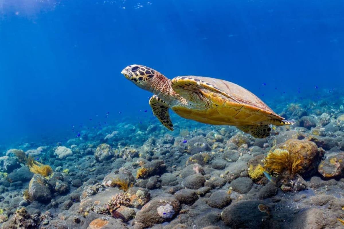 Hamdán bin Zayed discusses habitat protection in Abu Dhabi
