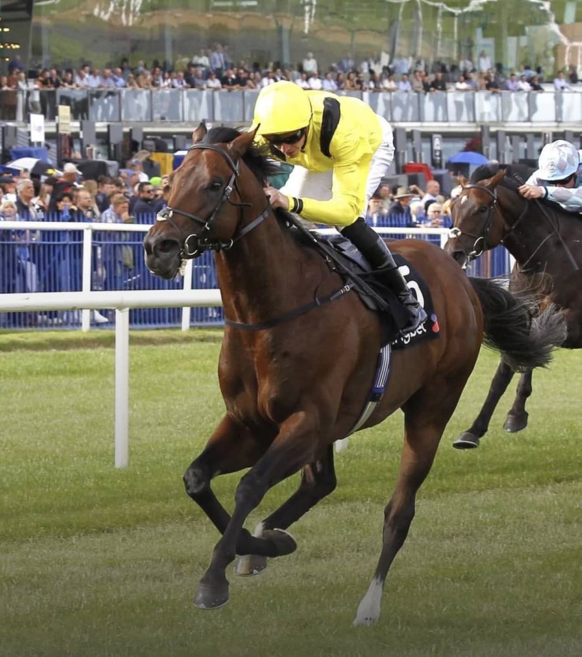 UAE horses excel in Europe