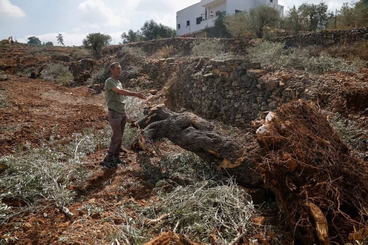 Israeli bulldozers cut Palestinian olives