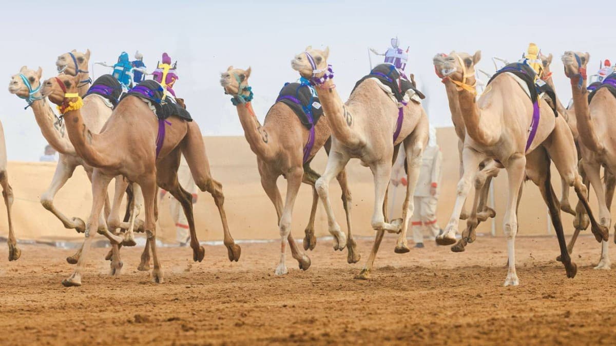 Al Ain Camel Racing Finals Begin
