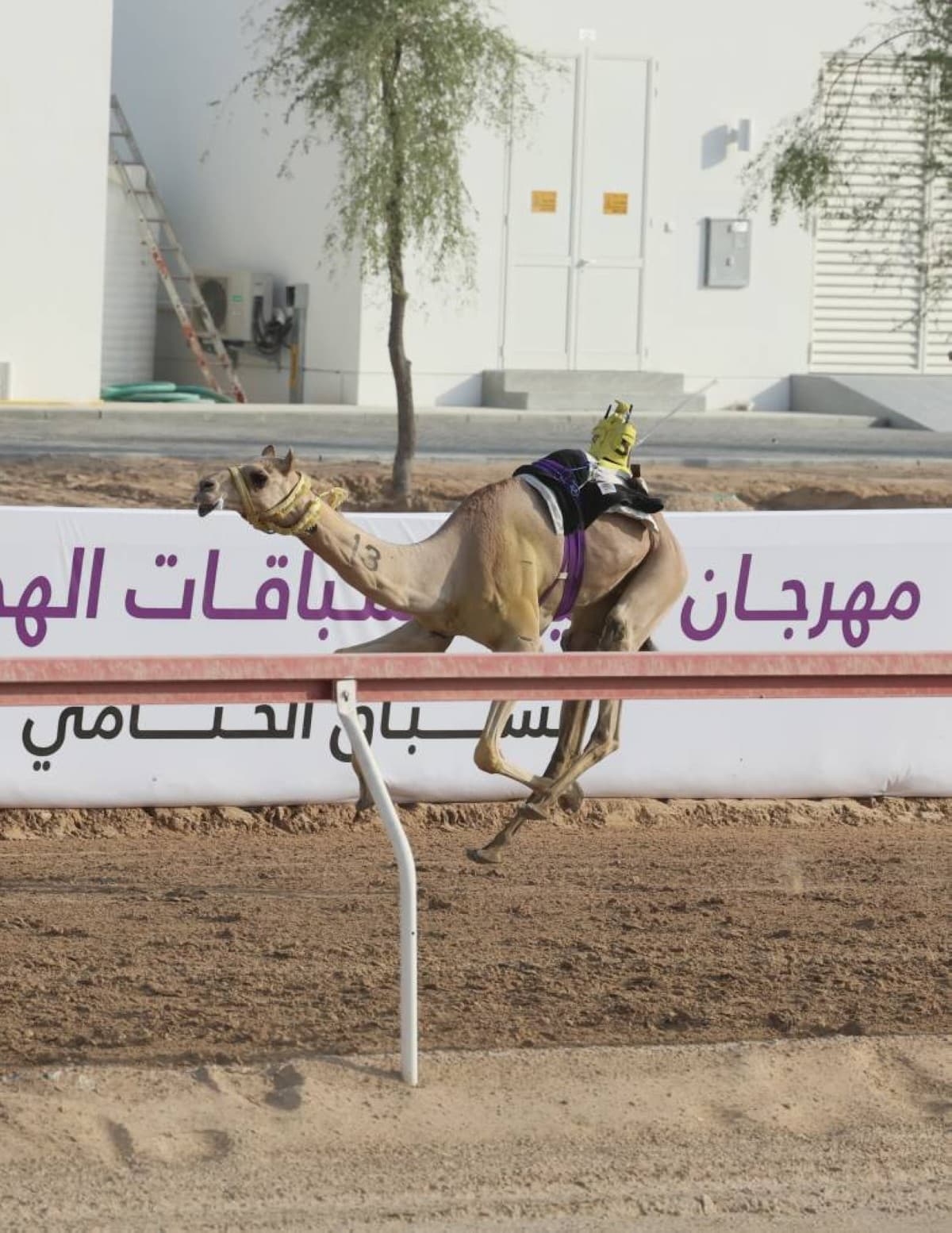 Thiqah and Nomas Capture Camel Festival Trophies