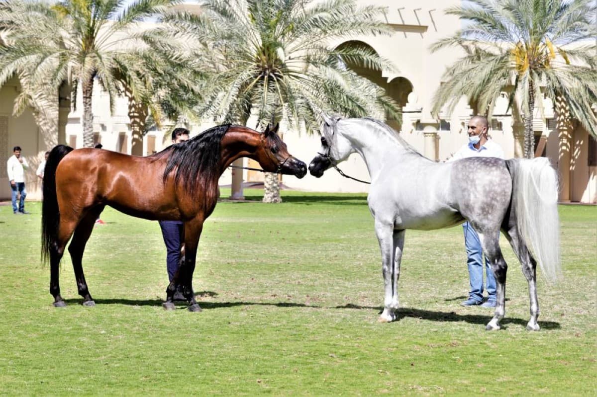 Dubai Stud offers 55 Arabian horses at auction