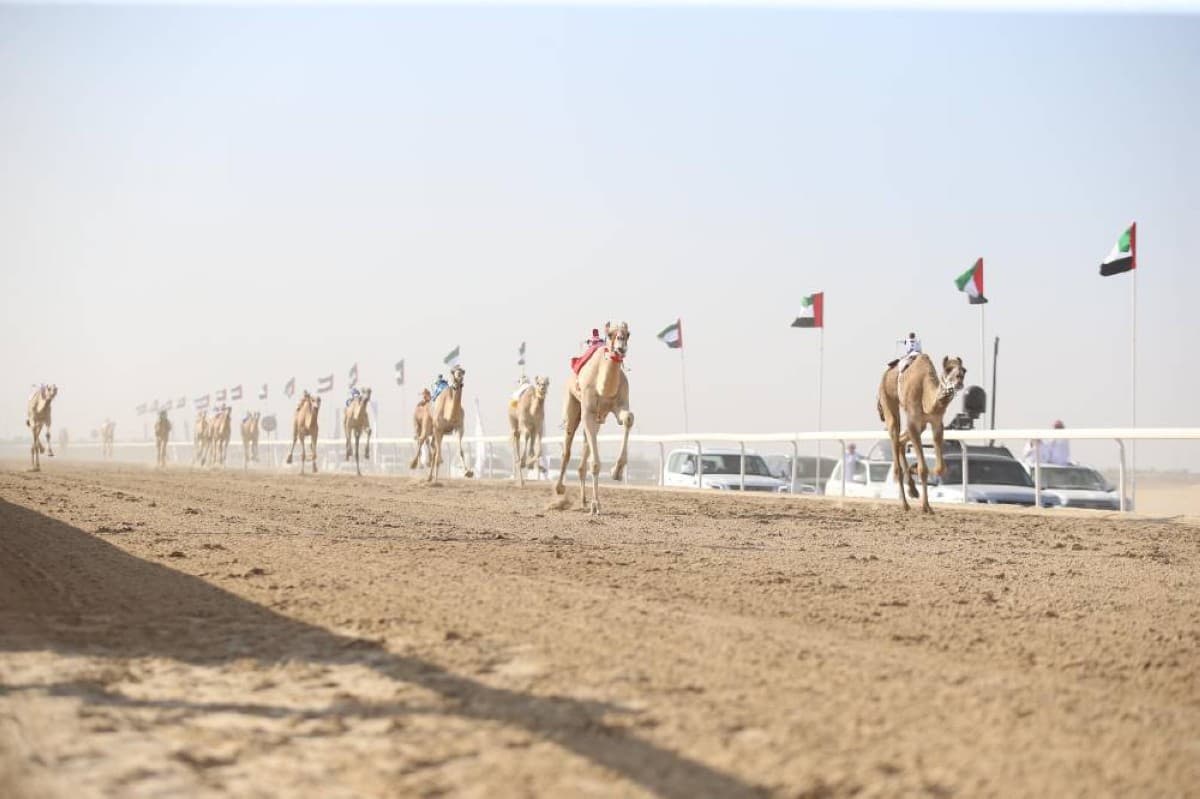 Al Dhafra Camel Race Starts October 22