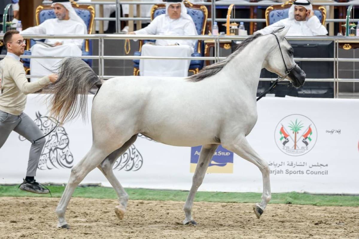 اختتام مهرجان الشارقة للجواد العربي