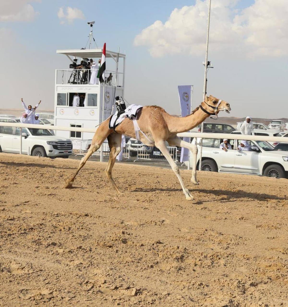 بدء مهرجان الظفرة للهجن بزخم