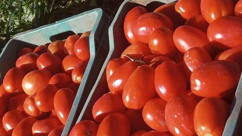 تحسن في أزمة الطماطم المتوقع في نوفمبر