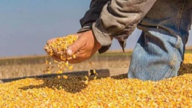 Feed Department Sets Corn Price