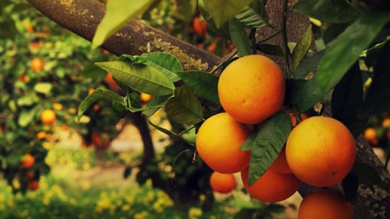 Nabeul begins citron harvest