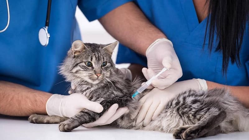 Ben Arous Vaccinates 428 Pets