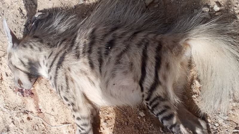Kébili: Dead wild hyena discovered