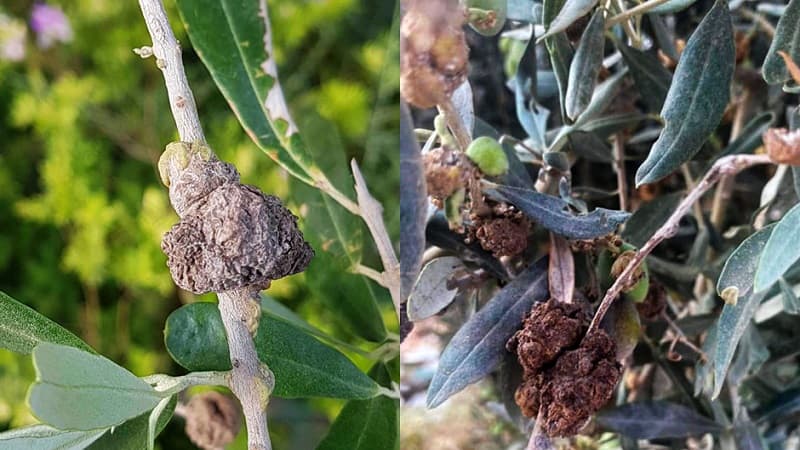 Olive Oil Tuberculosis Alert Amidst Poor Harvest