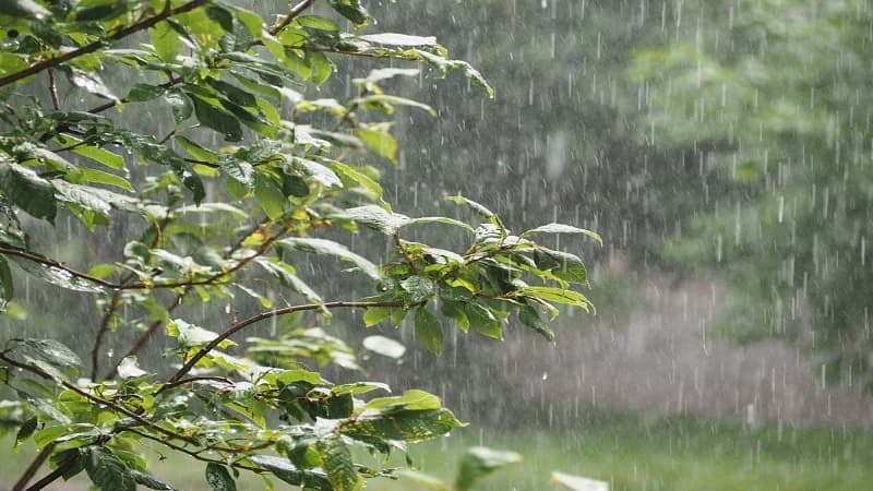 Rainfall data from last 24 hours