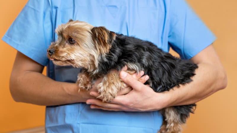 Ariana Vet Tent for Pet Vaccines September 8