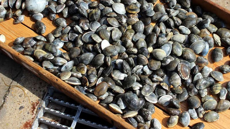 Quahog/Harvester Fishing Suspended 2026