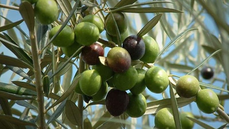 Agriculture Ministry Opens Olive Disease Program