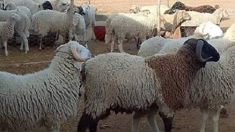 برنامج أضاحي عيد 2027 لتعزيز المربين