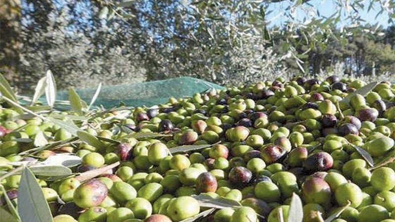 Sidi Bouzid Olive Harvest Reaches 350,000 Tons