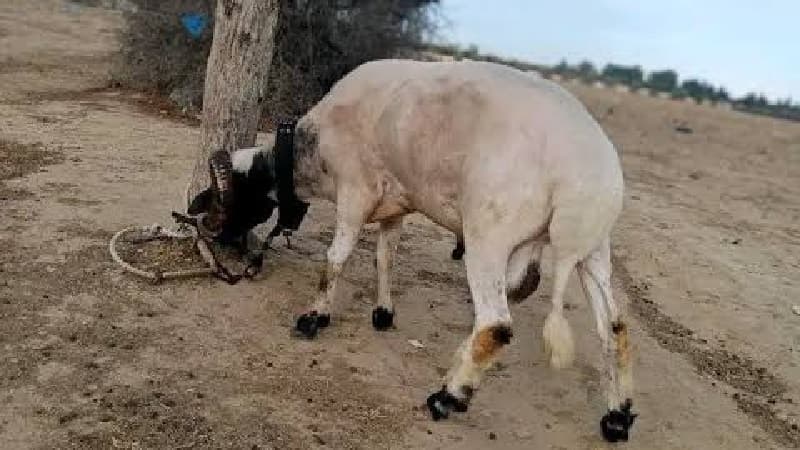 Al-Ula ram's headbutt kills elder