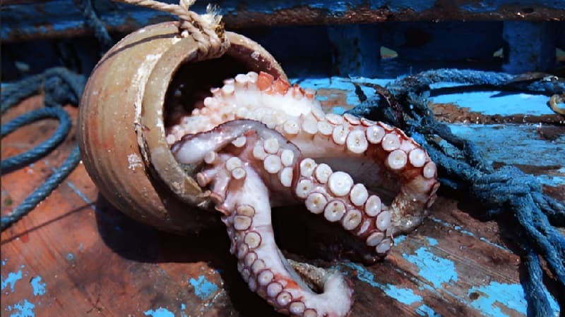 Qaraton Reveals Octopus Fishing Violations