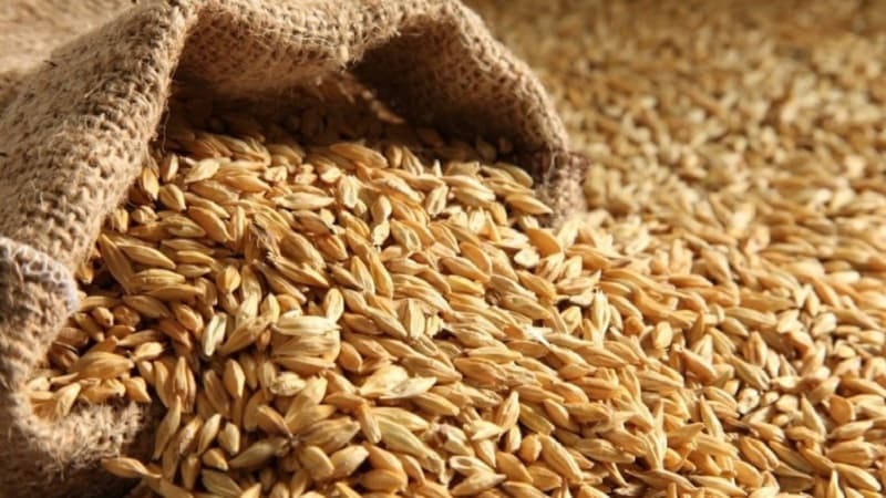 National Institute supplies limited seed share