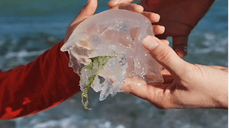 Civil Defense: First Aid for Jellyfish Stings