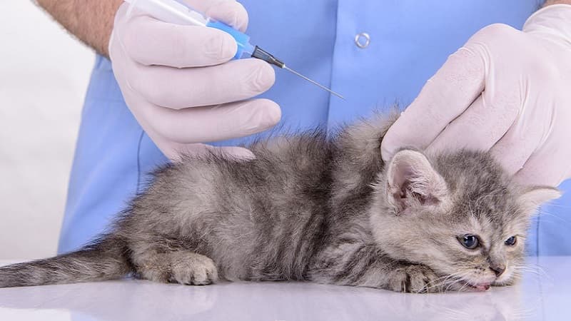 Free vet tent in Al Mnihla for pet vaccinations